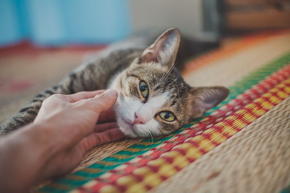 The Comforted Kitty Cat Sitting - pet boarding facility in Charlotte, NC