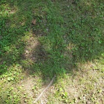 Chorbie - Strips of grass that were unmowed and left - Lawn Services Near Me - Frisco, Texas