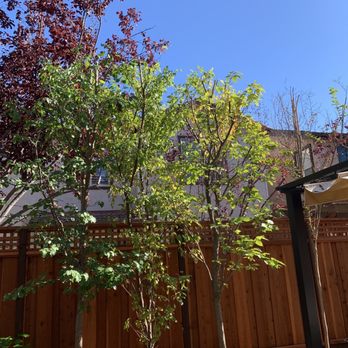 4 Seasons Tree Services - After trimming - Tree Services Near Me 4 Seasons Tree Services - After trimming - Tree Services Near Me