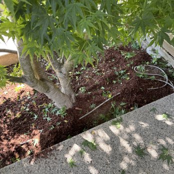 The Pink Guys - Uneven mulch - Lawn Services Near Me - Seattle, Washington