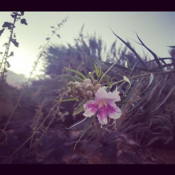 Mariposa Basin Park - The beauty is around us - Parks Near Me - Albuquerque, New Mexico
