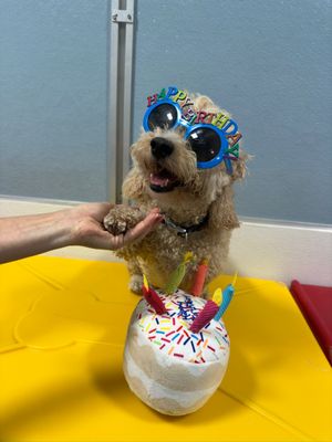 City Bark Miami by null