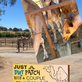 Oasis Camel Dairy - Gotta love their sense of humor over this 1star review! - Attraction Farms Near Me - Ramona, California Oasis Camel Dairy - Gotta love their sense of humor over this 1star review! - Attraction Farms Near Me - Ramona, California