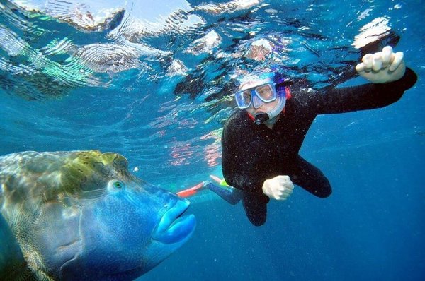 Great Barrier Reef by null