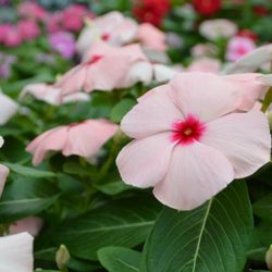 Calloway's Nursery