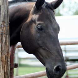 Kill Creek Arena & Stable