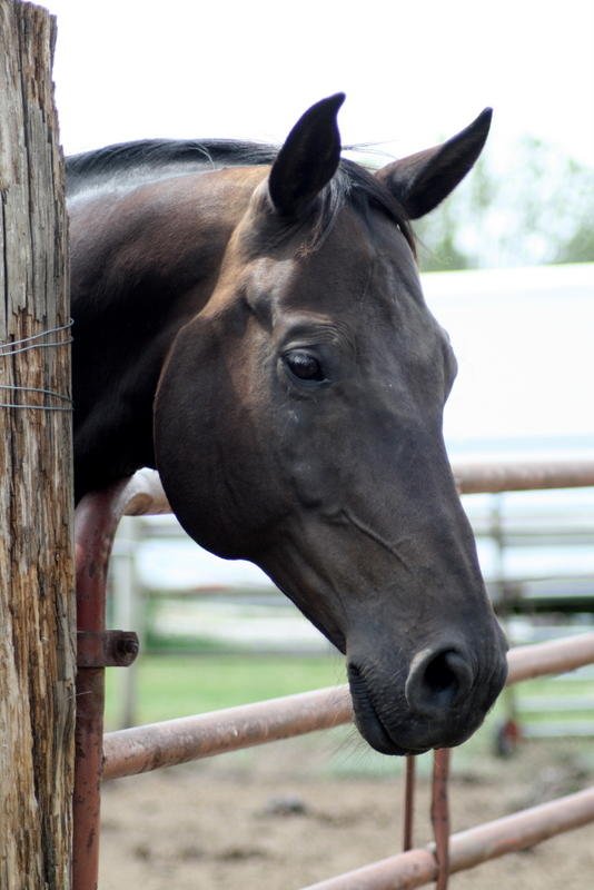 Kill Creek Arena & Stable - equestrian in De Soto, KS