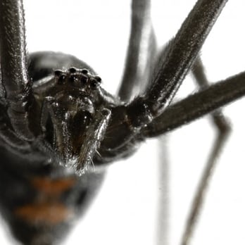 Southwest Pest - Bites from black widows are more common than you think. Check your lawn furniture regularly ! - Pest Control Near Me - Murrieta, California Southwest Pest - Bites from black widows are more common than you think. Check your lawn furniture regularly ! - Pest Control Near Me - Murrieta, California