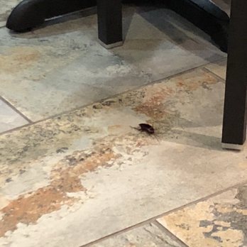 Kismet Cafe - hi there mr roach - Halal Near Me - Austin, Texas Kismet Cafe - hi there mr roach - Halal Near Me - Austin, Texas