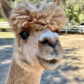 Canzelle Alpacas - Farms Near Me - Carpinteria, California Canzelle Alpacas - Farms Near Me - Carpinteria, California