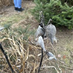 milkweed milkweed