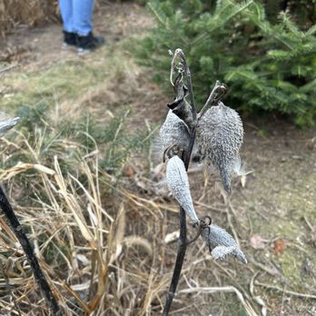 Blake's Orchard & Cider Mill - milkweed - Fruits & Veggies Near Me - Armada, Michigan Blake's Orchard & Cider Mill - milkweed - Fruits & Veggies Near Me - Armada, Michigan