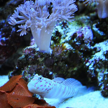 Aquarium Services by Dave Bennett - Aquarium Services Near Me Aquarium Services by Dave Bennett - Aquarium Services Near Me
