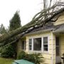 Photo of Ben's Tree Service