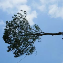 Gillin Tree Service