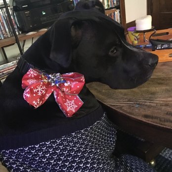 K-9 & Kitty Kutters - The handmade bow was just too cute! - Pet Groomers Near Me - Minneapolis, Minnesota