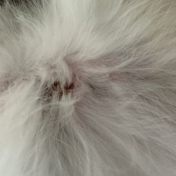 Petbar Boutique Aventura - Razor burns from grooming - Pet Groomers Near Me - Miami, Florida