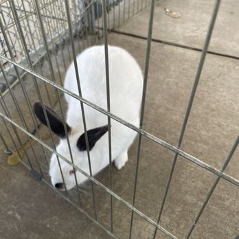 Ventura County Animal Services - An Eager Rescue Reader Participant. - Animal Shelters Near Me - Camarillo, California Ventura County Animal Services - An Eager Rescue Reader Participant. - Animal Shelters Near Me - Camarillo, California