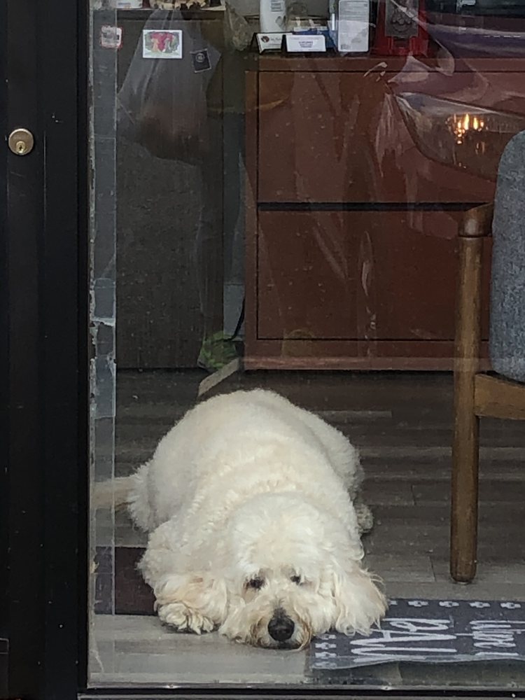 BARKING BARNEY’S DOGGIE DAYCARE Updated June 2024 13 Photos 657 Lexington Ave, Clifton