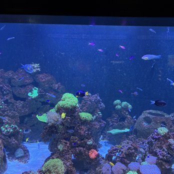 Tennessee Aquarium - so many colors - Aquariums Near Me - Chattanooga, Tennessee Tennessee Aquarium - so many colors - Aquariums Near Me - Chattanooga, Tennessee