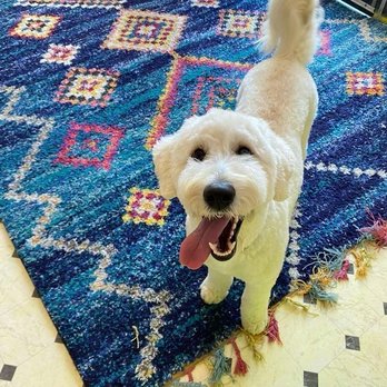 Tefani & So. Dogcare - Pet Sitting Near Me - San Francisco, California Tefani & So. Dogcare - Pet Sitting Near Me - San Francisco, California