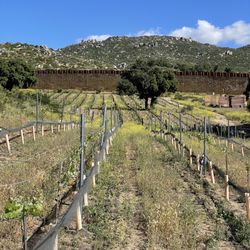 Campo Creek Vineyards