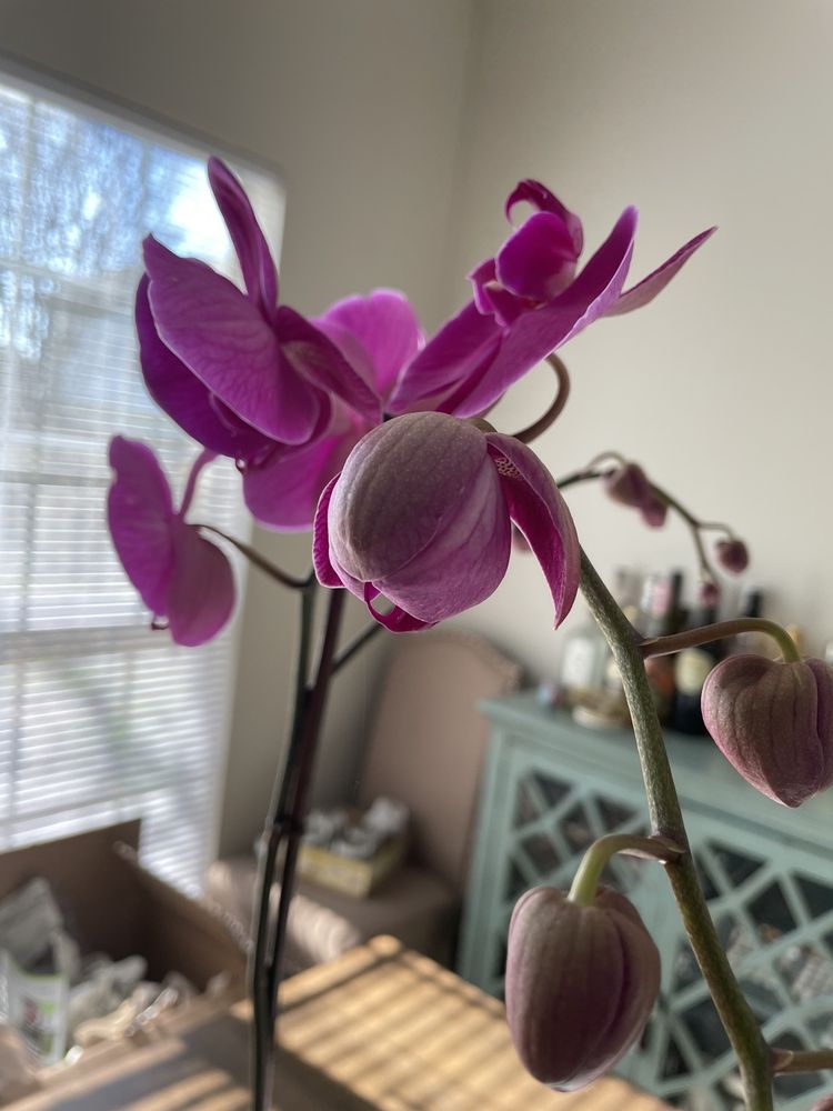 CAMPBELL’S GREENHOUSES 99 Photos & 43 Reviews 209 Mcdonald Ave