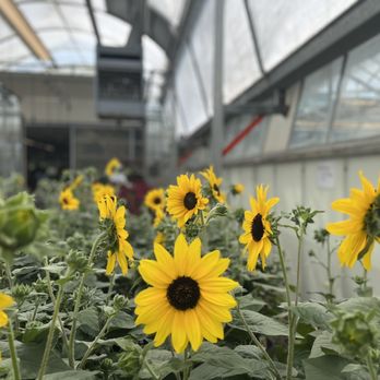 Block's Stand & Greenhouse - Farmers Market Near Me - Romulus, Michigan