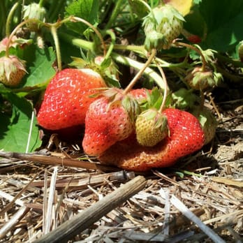 Golden Earthworm Organic Farm - strawberries on the ground - Fruits & Veggies Near Me - Riverhead, New York