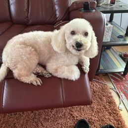Butters after a day at the spa! Butters after a day at the spa!