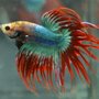 Photo of Aquarium Fish Paradise
