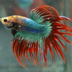 Aquarium Fish Paradise