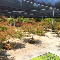 Central Wholesale Nursery