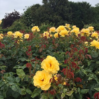 The Regent's Park - Parks Near Me - London, XGL