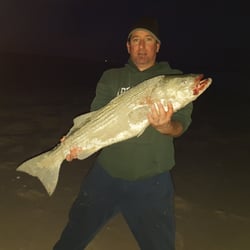 Betty & Nick's Bait & Tackle - 41" striper on fresh snagged herring...IBSP...Jan 1st!