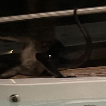 Mvngata - Monkey chewing the shampoo they provide - Resorts Near Me - Playa del Carmen, ROO