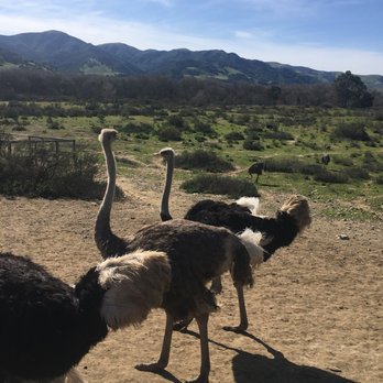 Ostrichland USA - Attraction Farms Near Me - Solvang, California Ostrichland USA - Attraction Farms Near Me - Solvang, California