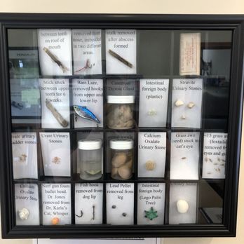 River's Edge Veterinary Hospital - The cabinet of curiosities. These are items removed from some of the animals. I personally like the little palm tree LEGO at the bottom. - Veterinarians Near Me - Metropolis, Illinois River's Edge Veterinary Hospital - The cabinet of curiosities. These are items removed from some of the animals. I personally like the little palm tree LEGO at the bottom. - Veterinarians Near Me - Metropolis, Illinois