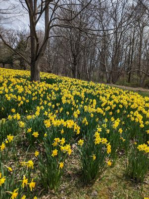 Cylburn Arboretum by null
