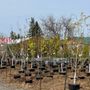 Photo of Manotick Gardens & Landscaping Supplies