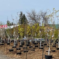 Manotick Gardens & Landscaping Supplies - Caliper Trees