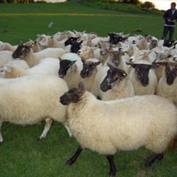 Causey Farm - Sheepums at the farm!