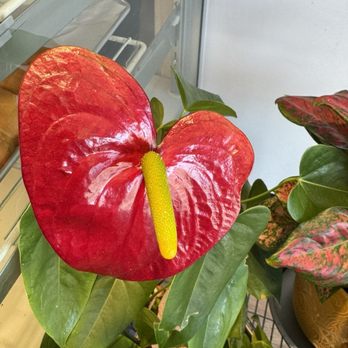 Donald's Donuts - They used coffee to "water" the plants and they are so pretty - Donuts Near Me - La Porte, Texas