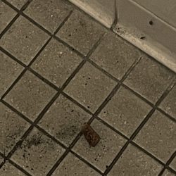 Mavis Discount Tire - The fossilized "biohazard" on the floor...