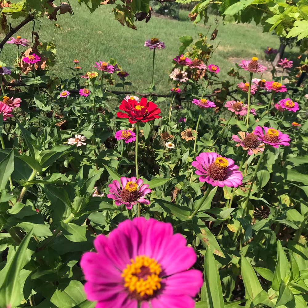 THE GREEN GARDENER Updated May 2024 Plano, Texas Gardeners