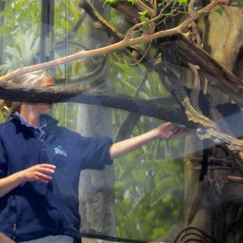 Shedd Aquarium - Monkey being fed - Aquariums Near Me - Chicago, Illinois Shedd Aquarium - Monkey being fed - Aquariums Near Me - Chicago, Illinois