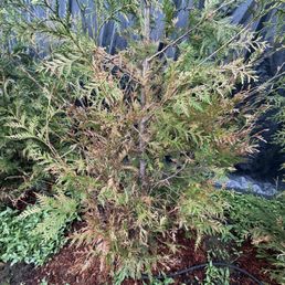 Damaged trees Thuja Green Giants from Ben's Landscaping!
