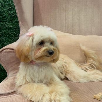 Barkers Lane - Pet Groomers Near Me - Davie, Florida