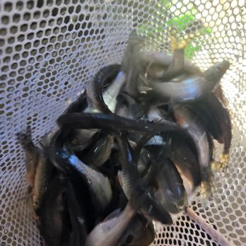 Traina's Fishing And Tackle - One size of many bait fish we carry - Hunting & Fishing Supplies Near Me - Berne, New York Traina's Fishing And Tackle - One size of many bait fish we carry - Hunting & Fishing Supplies Near Me - Berne, New York