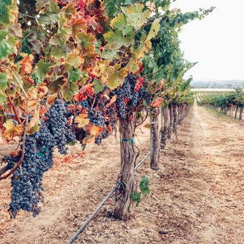 Still Waters Vineyards - #sundogram - Wineries Near Me - Paso Robles, California Still Waters Vineyards - #sundogram - Wineries Near Me - Paso Robles, California